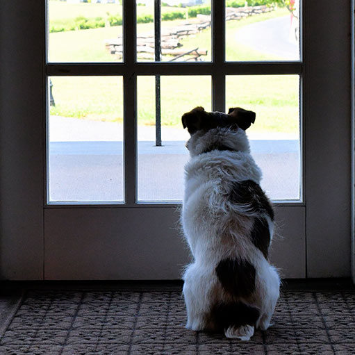 Dog looking out a glass window door 