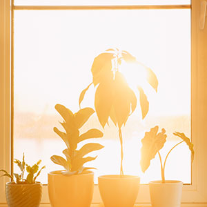 House Plants in a sunny window