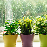 three house plants in pots in front of rain on a window